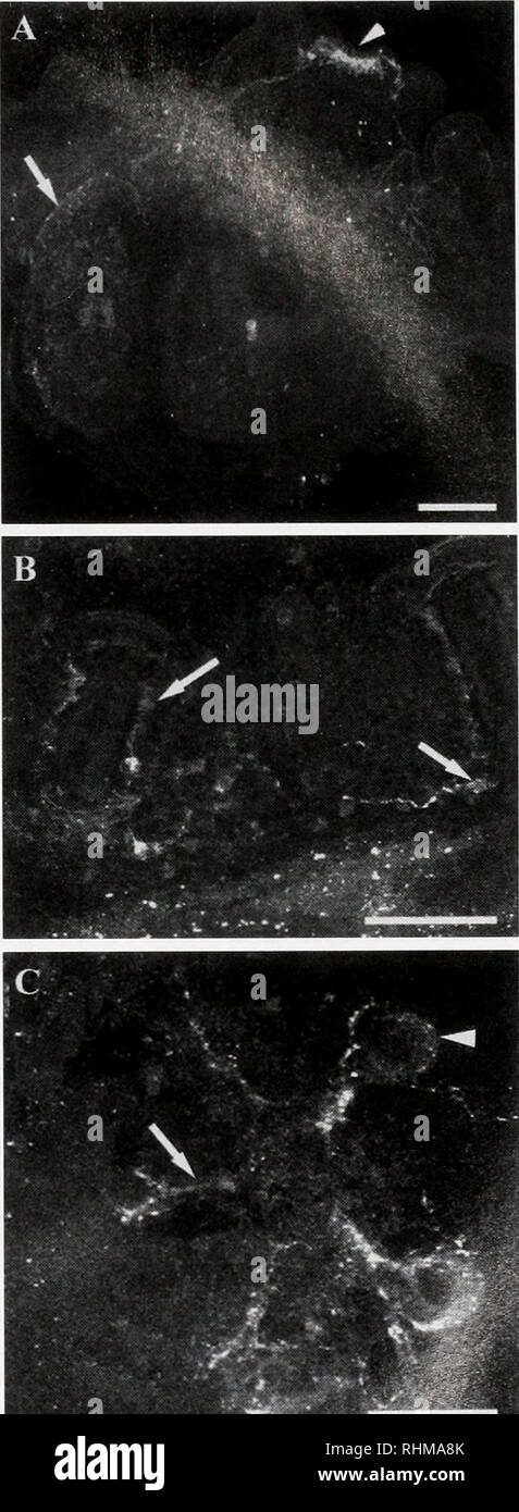 . Il bollettino biologico. Biologia; Zoologia; biologia; biologia marina. La figura 7. IR Si-Li &gt;n il pilorica complesso neurale. (A) 8-larva armati che mostra il piloro. (B) immagine confocale della prima cella immunoreattiva (c) e fibra (freccia) nel complesso in un 6-armati larva (10 giorni post- fertilizzazione). (C) due cellule immunoreattive sono presenti nella zona pilorica da 16 giorni dopo la fecondazione. (D) un plexus di cellule si sviluppa in larve mature, specialmente quelli che hanno ritardato la metamorfosi. Bar: A = 100 /j,m. B a D = 50 inceppamento. La figura 8. SI-Li IR nell'adulto rudiment. (A) Imrmi loreactivity can b Foto Stock