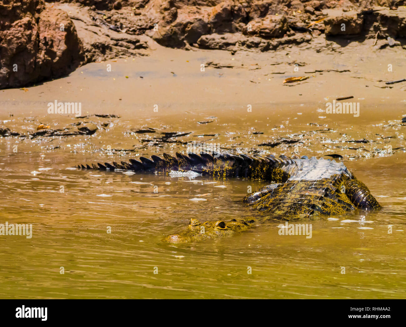 Crocodile immergersi in acqua per lanciare un attacco su una preda, fiume Usumacinta, Chiapas, Messico Foto Stock