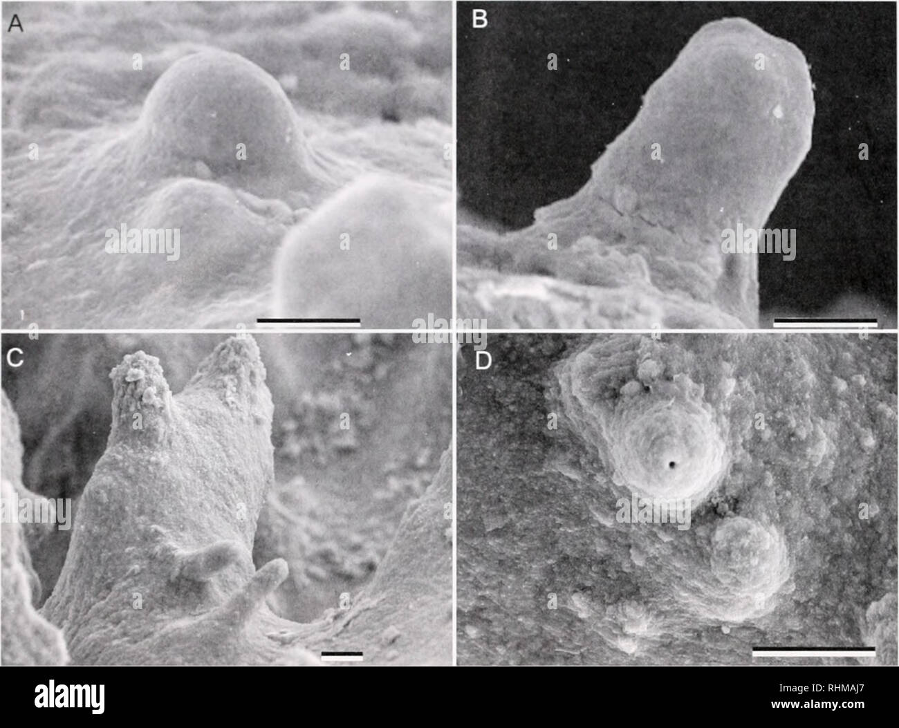 . Il bollettino biologico. Biologia; Zoologia; biologia; biologia marina. 256 C. J. BtNTIS et al... La figura 2. Conica di strutture di difesa. (A. B) MuHii/ioni cl iinli-ri. Cluster coni ot am.] un grande esercito Oni campione è stato raccolto in MA I')' è .il atollo Johnston, tutti i secchi, e sputter rivestito con oro-paladium. (C) Sto ilhi inrit/Ru/i'Ht; scheletro della colonna vertebrale con ONU allungati, nonpei coni loiaied sporgente dalla superficie corallum vicino a base di spike. Cono stiiicliires simile a IOP di spike sono state ohseied regularlx e non ha continuato come strutture dclcnse da questa preparazione. ||)| /' ,-,l&lt;n Foto Stock