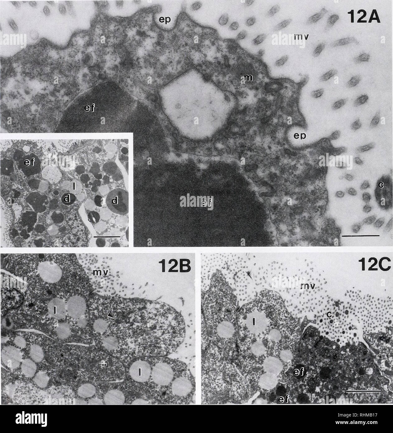 . Il bollettino biologico. Biologia; Zoologia; biologia; biologia marina. 238 A. L. MORAN 12A mv. La figura 12. Le micrografie micrografie a trasmissione di elettoni di sezioni da il velum e piede della littorina sitkana larve esposta alla ferritina per 12 h. (A) ad alta vista Ingrandimento della superficie cellulare di una cellula prototrochal del velum, mostrando un prototrochal ciliuni, superficie microvilli, un mitocondrio, e un endosoma contenente elettroni materiale denso (ferritina). Due profili endocytotic sono evidenti in membrana di superficie cellulare. Inset; ingrandimento inferiore vista della stessa area della larva. Area ingrandita illustrata in Foto Stock