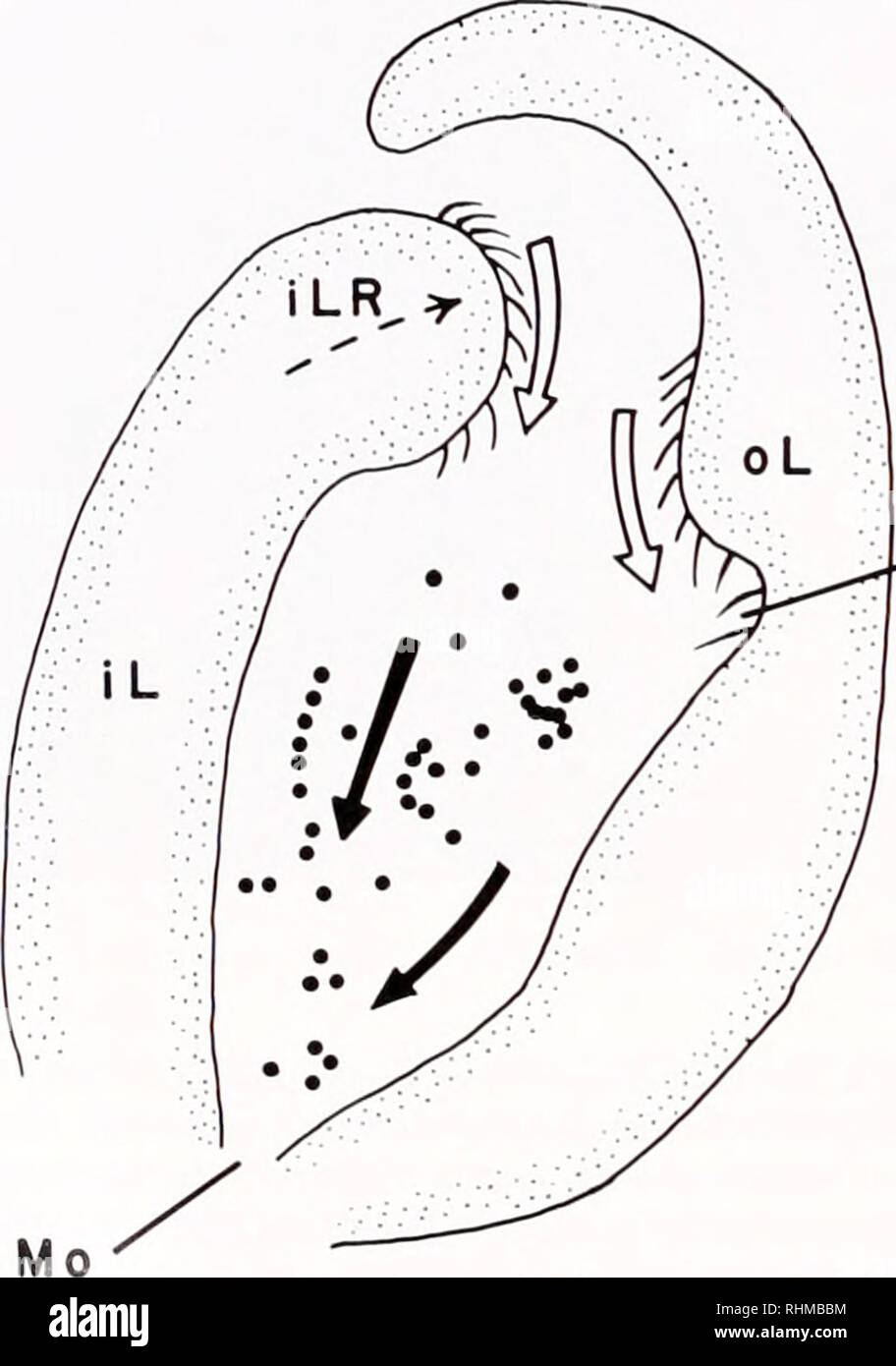 . Il bollettino biologico. Biologia; Zoologia; biologia; biologia marina. B. •CG Figura 5. (A) Diagramma schematico delle labbra, palpi labiali e la porzione anteriore delle branchie di ("rassostrea Yirginica (ridisegnata dopo Galtsoff, 1964). La cappa orale del mantello è tagliata per rivelare la regione buccale sezione mostrata in B. (B) un allargamento della sezione longitudinale centrale della regione buccale. PreniiiiR-nt ciglia sul labbro interno ridge e il labbro esterno tratto beat oralmente (aprire le frecce) e aiuto nel trasporto di particelle dentro la bocca (frecce piene). Regione buccale è illustrato prima dell'inserimento dell'IO Foto Stock