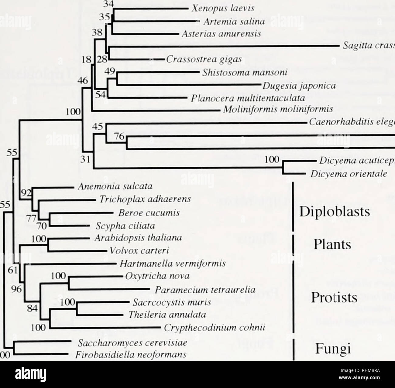 . Il bollettino biologico. Biologia; Zoologia; biologia; biologia marina. PHYLOGENV MOLECOLARE DI DICVEMIDS 87 Xennpus laevis Anemia salina Sagitta crassa • P/anncera multitentaculata Moliniformis moliniformis • Caenorhabditis elegans -Convoluta naikaiensis Henneguva sp. Dicyema acuticephalum Dicvema orientare Asteruii amurensu Crassostrea glgas mansoni Shistosoma Dugesiajaponica Anemonia sulcata Trichoplax adhaerens Beroe cucumis Diploblasts piante Scypha ciliata Arabidopsis lhaliana Volvox carteri Hartmanella vermijormis Oxytricha nova paramecio tetraurelia Sacrcocvstis mitris Theuena annulata C Foto Stock