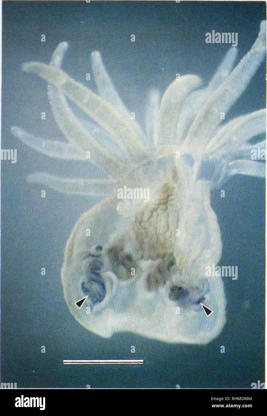 . Il bollettino biologico. Biologia; Zoologia; biologia; biologia marina. Ecologia fisiologica e comportamento 237. La figura 1. Sezione longitudinale del anemone marittimo Haliplanella luciae fissa in 4 h dopo la alimentazione a sazietà con Artemia salina nauplii etichettato con blu di Evans. Le frecce indicano il me.senterial regioni adiacenti che ho lite tilameius dove la endocitosi quasi esclusivamente si è verificato. La barra di scala rappresenta i mm assorbire le cellule di lievito o di altre particelle in Haliplanella. Apparentemente in Haliplanella intatto, tutte le cellule di lievito ingeriti sono intrappolati nel muco pharyngal e pertanto potrebbe non b Foto Stock