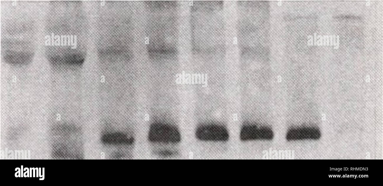 . Il bollettino biologico. Biologia; Zoologia; biologia; biologia marina. 184 M. SAIGLISA E H. IWASAKI giorni prima cova 14d 10d 6d 4d 2d 1d 4h Z REM 55,6 39,2 26,6 - 32 kDa 14.3 -&GT; kDa Figura 8. L'aspetto di immunoreattivi OHSS nello sviluppo di embrioni di granchio. I cluster di embrione (un terzo di un ovigerous seta) sono state staccate da una singola femmina, frantumato, e poi denaturata con il tampone di lisi. Gli estratti (supernatante) sono stati sottoposti a SDS-PAGE, e i blot sono stati macchiati immunochimicamente con gli anticorpi policlonali OHSS antisiero. d (o /?): giorni (o ore) prima cova. Z: post-Embrione schiuso Foto Stock