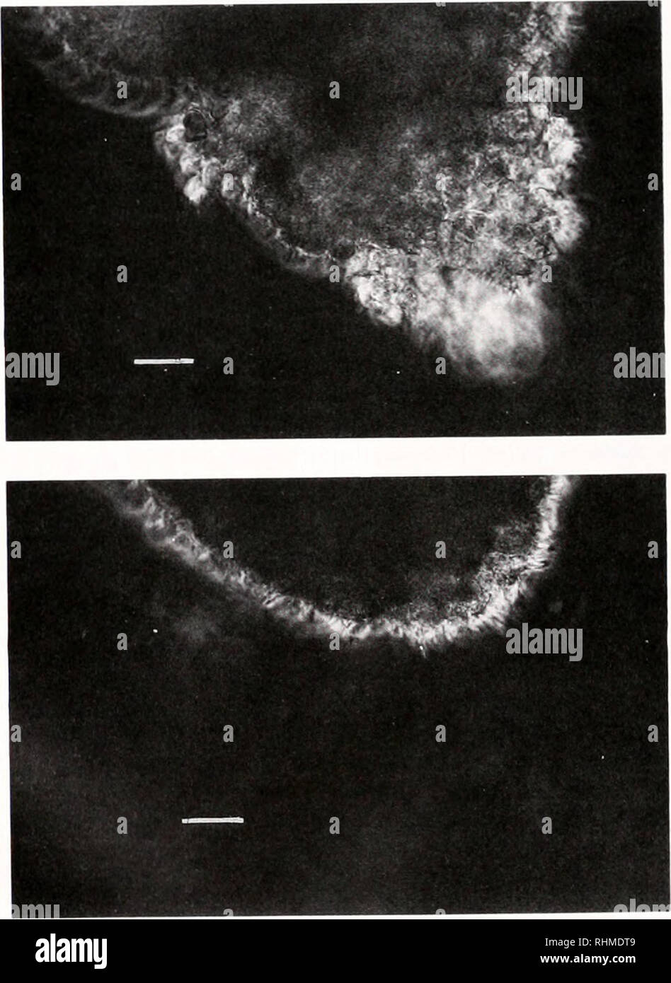 . Il bollettino biologico. Biologia; Zoologia; biologia; biologia marina. Gli effetti inibitori di caffeina, NEM. EDTA. ami la citocalasina B sulla adesione degli emociti e diffusione 0 5 10 15 20 Tempo di adesione (mm) La figura 5. L'influenza della temperatura sulla adesione di Myli/suo californianm emociti in vitro emolinfa è stato caricato in 96 pozzetti di piastre da coltura (50 ^I/pozzetto). Questi sono poi stati incubati a 4°C o 22 ± 1°C. A 5. 10, e 15 min, le cellule non aderenti e nel plasma sono stati rimossi. I pozzetti sono stati lavati tre volte con CMTBS. e poi le cellule aderenti sono state lisate per dosaggio proteico con BCA. La prot Foto Stock