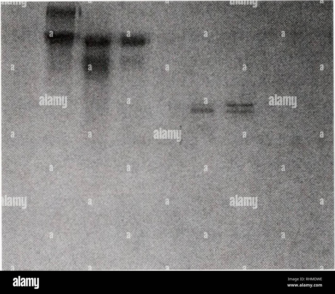 . Il bollettino biologico. Biologia; Zoologia; biologia; biologia marina. 20,1 kDa -1100 % 4 > 50 x o 01 23456 78910 numero di frazione Conlro1 numero di frazione 234567 CHIEDI 89. B 55,6 39,2 26,6 14,3 kDa Figura 2. La purificazione di OHSS attività da molecular-vaglio chroma- tography con analisi delle proteine su SDS-PAGE. (A) il pass-through frazioni (60 ml) da cromatografia a scambio anionico sono state concentrate mediante ultrafiltrazione, e un'aliquota (500 /il) è stata applicata a molecular-vaglio cromatografia; le frazioni sono i ml. I cerchi aperti (O): proteina concentra- zioni in ciascuna frazione (280 nm assorbimento). Trian solido Foto Stock
