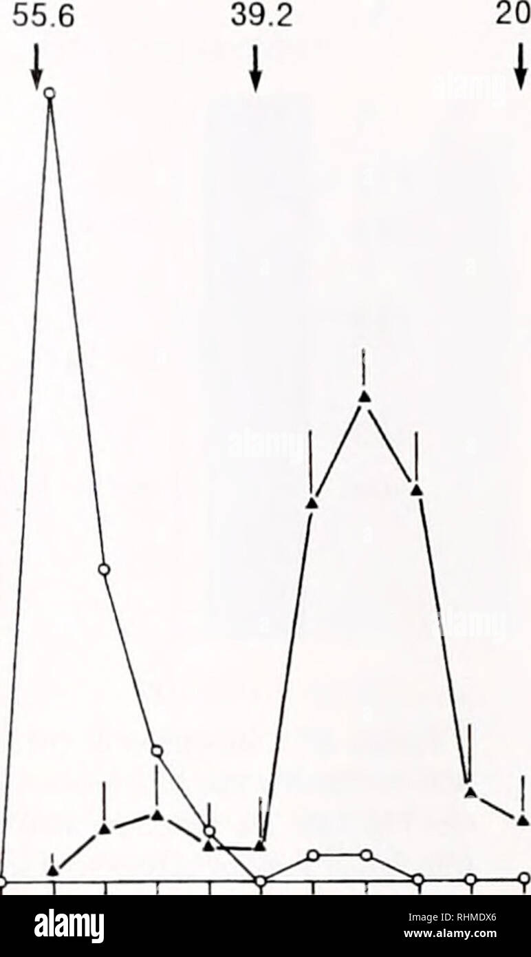 . Il bollettino biologico. Biologia; Zoologia; biologia; biologia marina. Sostanza attiva la polpa di granchio HATCH ACQUA 179 ampia, e solo la metà di essa ha coinciso con una proteina picco eluito dopo 0 mM di Na2SO4 è stato raggiunto. Un biosaggio con una incubazione di 1 h è stata anche tentato; i risultati sono stati simili a quelli mostrati in figura 1, sebbene il picco di attività è più stretta rispetto a quella con i tempi di incubazione più (non mostrato). Il pool di frazioni attive da idrofobo chroma- tography (60 ml; sei frecce verticali in Fig. 1) sono state sub- jected per la cromatografia a scambio anionico. La OHSS ac- tivity è apparso in Foto Stock