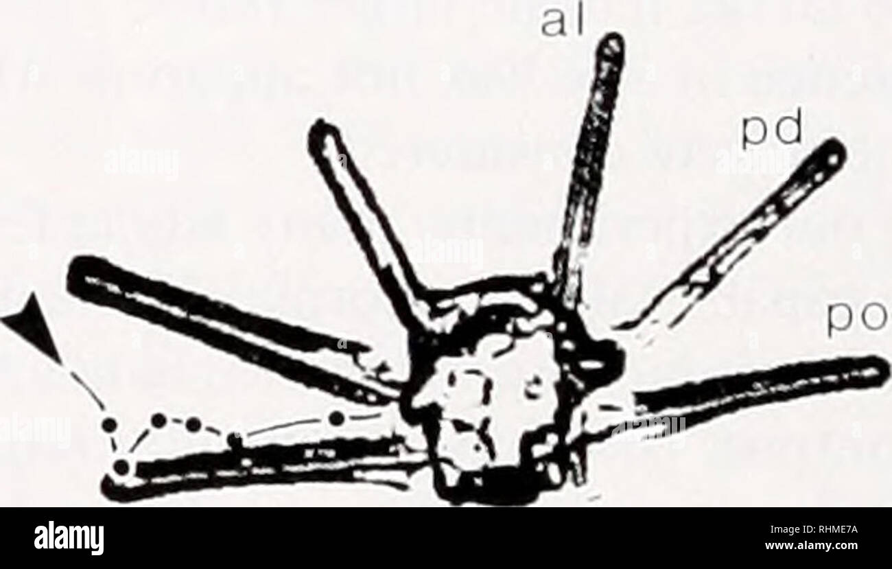 . Il bollettino biologico. Biologia; Zoologia; biologia; biologia marina. 51. La figura 3. La cattura di una sfera di polistirolo da un 8 giorno di età ci Dcihlnnlci'niricn.t larva alimentato 250 cellule ml ' Rhodomonas sp. La larva è mostrato in anteriore vista ventrale (nuoto fino verso la videocamera). Video numero di frame (30 fotogrammi s ') è illustrato nella parte superiore nght di ciascun pannello. Ciascun fotogramma video è stato modificato per migliorare il contrasto e ridurre lo sfondo di valori di pixel ad un valore vicino allo zero. Un risultato non intenzionale di questa modifica è un aumento nella dimensione apparente della sfera di polistirene (da circa 2 • I. La sfera (freccia) è entrato in f Foto Stock