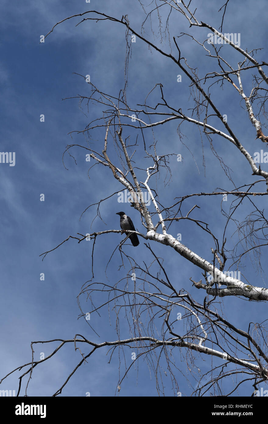 Cornacchia mantellata;corvus cornix;teletta betulla;praterpark;;vienna austria Foto Stock