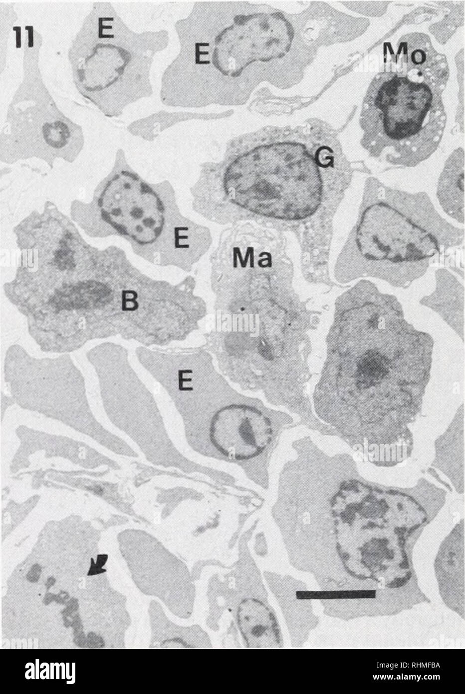 . Il bollettino biologico. Biologia; Zoologia; biologia; biologia marina. 9a. Cellula plasmatica dall'organo orbitale. Nucleo (N) con una marcata nucleolus (n) e scat- cromatina. Qloplasm con la caratteristica ben sviluppata di reticolo endoplasmatico rugoso, cisternae orms. Il complesso del Golgi (G) è prominente. Alcuni lisosoma-come corpi (L?) e vacuoies (v) nel citoplasma. Si prega di notare che queste immagini vengono estratte dalla pagina sottoposta a scansione di immagini che possono essere state migliorate digitalmente per la leggibilità - Colorazione e aspetto di queste illustrazioni potrebbero non perfettamente assomigliano al lavoro originale. Biolo Marine Foto Stock