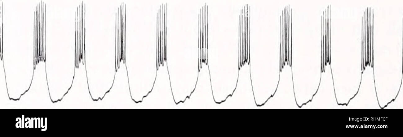 . Il bollettino biologico. Biologia; Zoologia; biologia; biologia marina. PD. 10 mV L 500ms in figura 1. Elevazione dei livelli ofcAMP nella STG induce un ritmo pilorica con wuk pilorica laterale constrictor (LP) neurone attività. Registrazioni intracellulari di LP e la dilatazione pilorica (PD) neurone sono mostrati prima e durante l'applicazione di 1.0 rnM S-Br-cAMP al granchio STG Baseline potenziali di membrana di controllo sono identici al trogolo di oscillazioni indotte da S-Br-cAMP (LP, - 72 m I', PD. -60 in I'). L'effetto della dopamina è rafforzata dalla fosfodiesterasi inhib- itors (4). Questi risultati dalla l Foto Stock