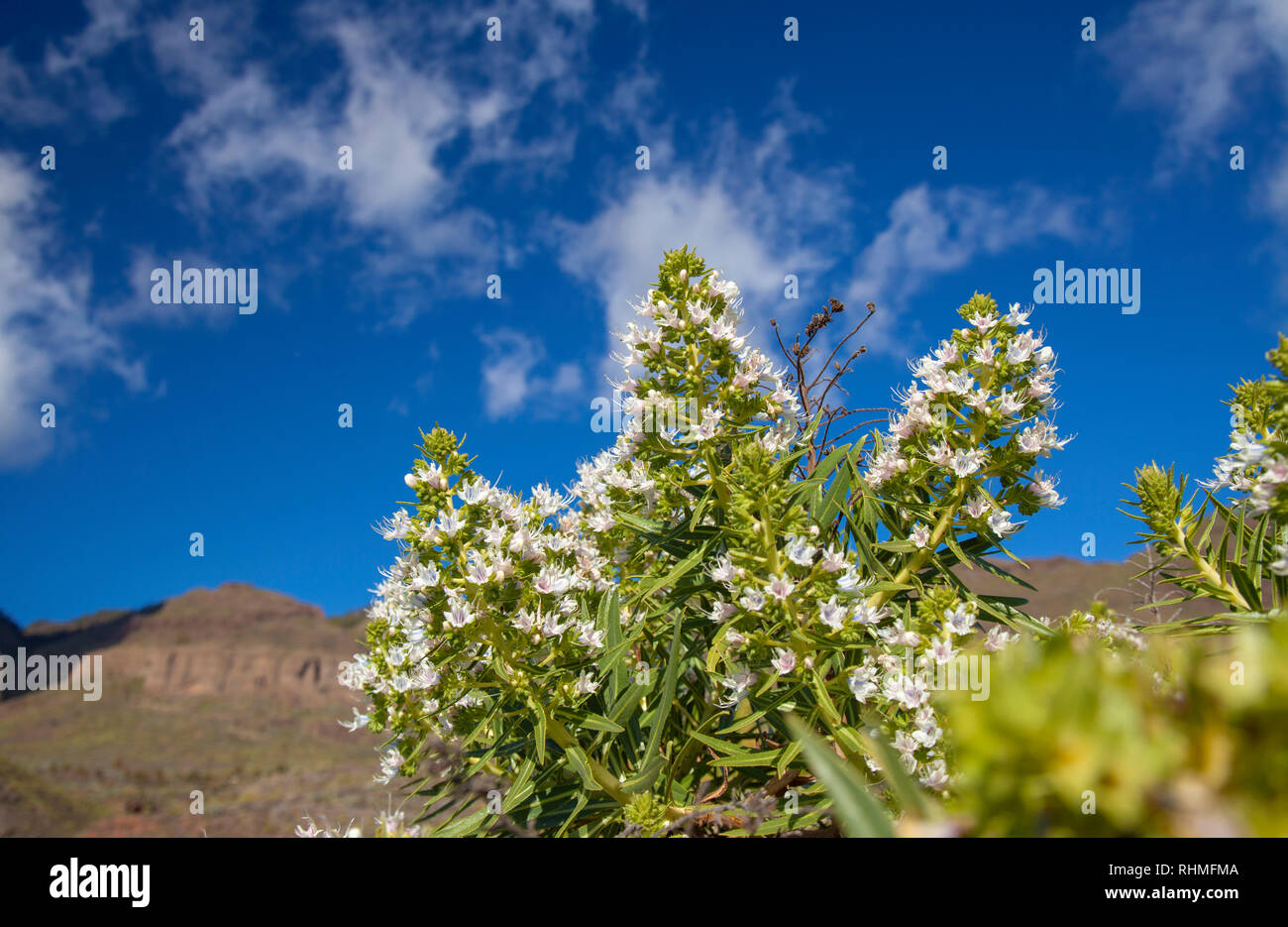 La flora di Gran Canaria, Echium decaisnei fioritura in gennaio, Riscos de Tirajana scogliere in baclground Foto Stock