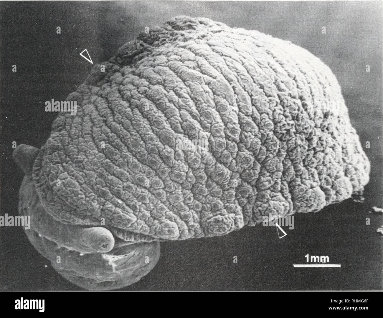 . Il bollettino biologico. Biologia; Zoologia; biologia; biologia marina. Secrezioni difensive di O. BOREALIS 395. La figura 1. Micrografia elettronica a scansione della Onchidella borealis, mostrando papille marginali (freccia) dove repugnatorial ghiandole sono situati. piccolo. In Suono di Barkley, le popolazioni sono stati trovati sulla maggior parte delle coste con moderata esposizione. Sorprendentemente, la densità di popolazione più alta che abbiamo incontrato è in una piccola baia protetta di Grappler ingresso. Lì, O. borealis avvenuto abbondantemente sulle rocce nel mezzo della zona intercotidale, ma anche su Ulva sp. e ciottoli fango sovrastante in basso intertidal. Co Foto Stock