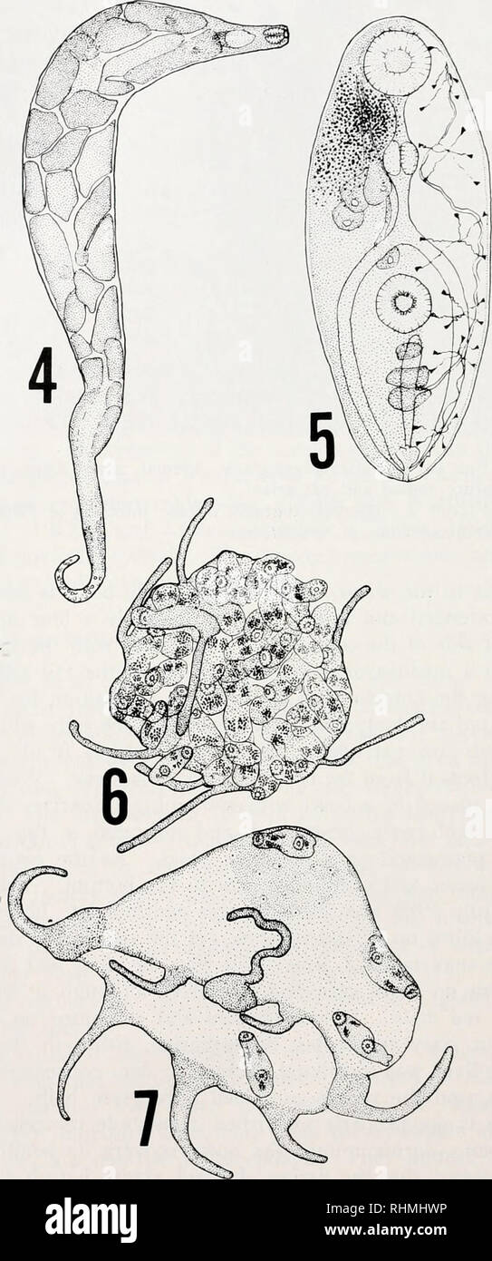 Il Bollettino Biologico Biologia Zoologia Biologia Biologia Marina Pi I La Figura 3 Cercaria Da N