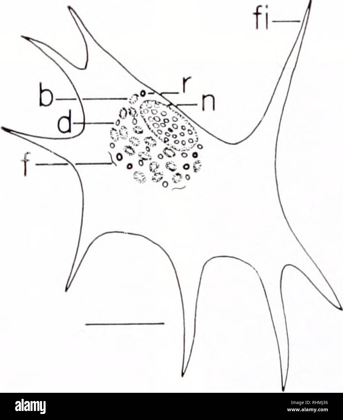 . Il bollettino biologico. Biologia; Zoologia; biologia; biologia marina. La figura 1. Schema di un "tipico" agranulocyte di Mcrccnaria mcrccnaria. Nota il cerchio tliin di citoplasma che circonda il nucleo e alcuni granuli di citoplasma: c, citoplasma; N, nucleo; g, granulo; 10 nm bar. La figura 2. Schema di un "tipico" piccoli granulocita dimostrando quattro tipi di granulo confinata alla endoplasm; h, blunt granulo; d, dot-come granulo; f, granulo filamentoso; n, nucleo; p, pseudopod; r, refractile granulo; 9 /mi bar. La rilevazione di entrambe lipicls e fosfolipidi impiegati gli emociti fi Foto Stock