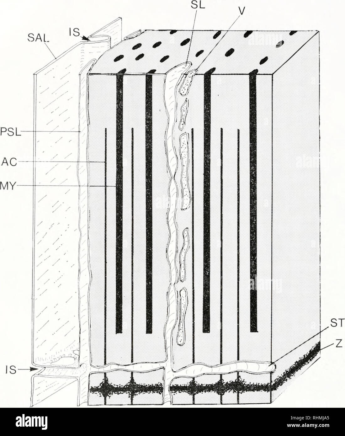 . Il bollettino biologico. Biologia; Zoologia; biologia; biologia marina. 118 R. P. BRIGGS SAL RSI-. La figura 5. Diagramma tridimensionale della sarcoplasmic reticulurn sistema in Paran- thessins ancmoniae muscolo longitudinale mostrando sarcoplasmic reticulum (SL), vescicole (V), periferici sarcoplasmic reticulum (PSL), trasversale sarcoplasmic reticulum (ST), linea Z (Z), il filamento di actina (CA), filamenti di miosina (MY), sarcolemma (SAL) e la sua fantasia (SI). probabilmente è contabilizzata con il verificarsi di più di due unità in alcuni sec- zioni in esame. Sparse sulla superficie del muscolo sotto il sarcolemma Foto Stock