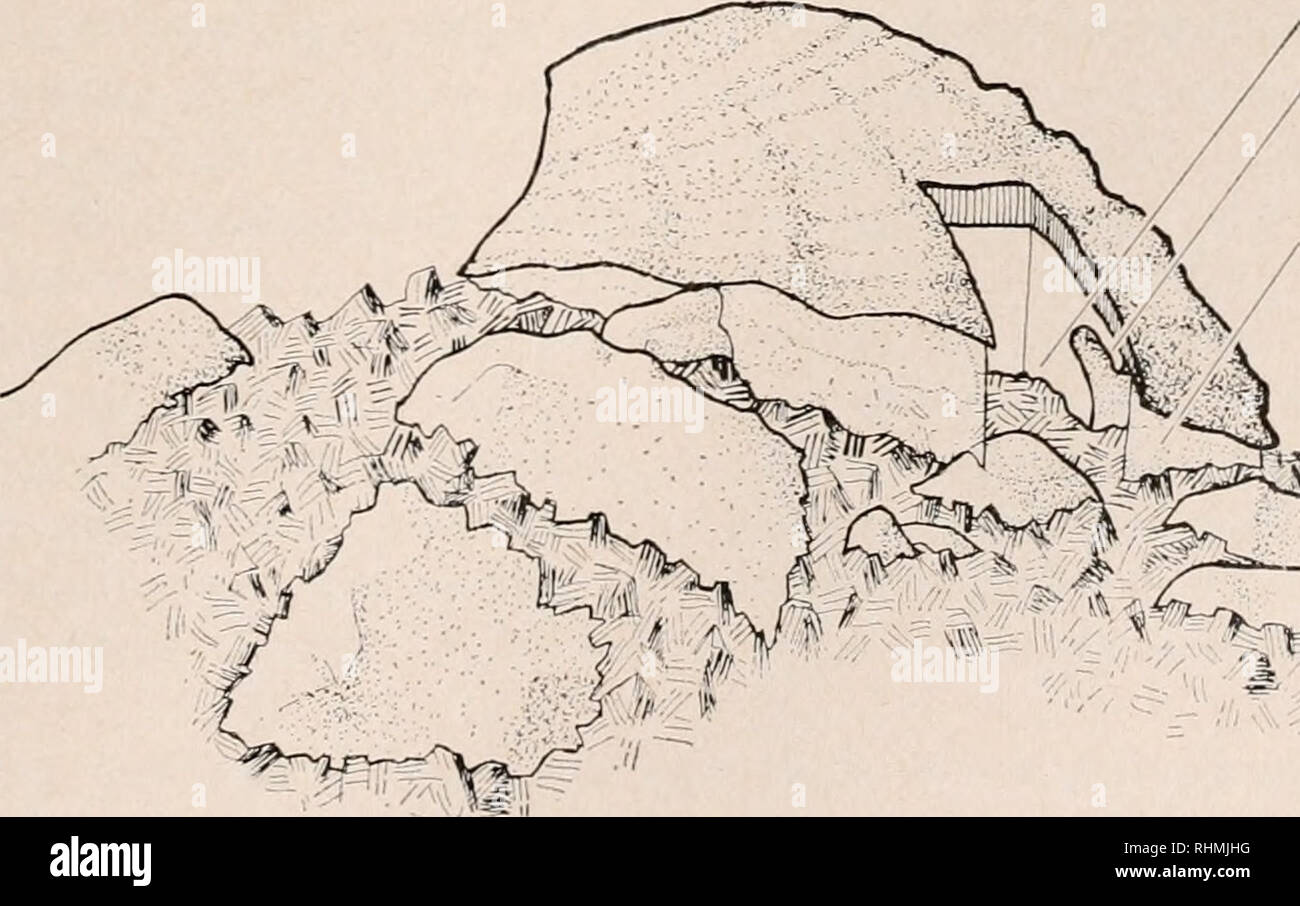 . Il bollettino biologico. Biologia; Zoologia; biologia; biologia marina. LIMPET ZONAZIONE 401 Tabella VI concentrazione di cloruro in extra-corporea acqua - e la sopravvivenza del settore-essicata Acniaea scabra Si/e gruppo mm concentrazione di cloruro di K.CAV. (% Di acqua di mare ) la sopravvivenza di 5 ± S.R. in % * 112* 7-12,9 438 ± 23,2 13 31 29 13-16 356 ± 22,1 10 55 11 17-24 303 ± 22,2 18 63 19 * Differenza tra HI e n-&GT; è il numero di individui da cui il liquido non era ottenibile (interno concentrazione presunta al di sopra di 500% acqua di mare). (Tabella VI). Interspecifically, le relazioni previsto sulla base della superficie: Foto Stock