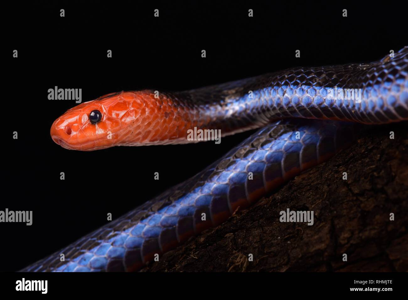 Blue malese Serpente corallo (Calliophis bivirgata flaviceps) Foto Stock