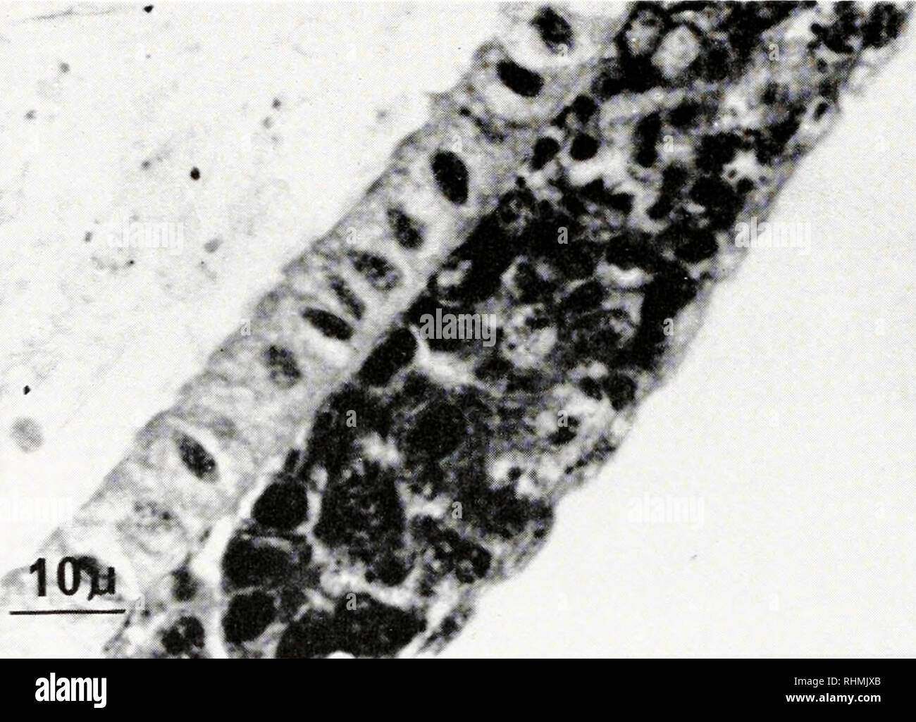 . Il bollettino biologico. Biologia; Zoologia; biologia; biologia marina. 7-RAY effetto sulle ovaie DI ARTE EM IA 15; lo stadio di sviluppo degli oociti al momento dell'irradiazione. In Artemia riceve 2 krads di y-raggi, oociti in varie fasi (pre-meiotica, meiotica prophase e la maturazione prima divisione ) e le uova in fase di scissione precoce in utero re- mained apparentemente intatta durante il primo giorno successivo irraggiamento. Due settimane dopo l'irradiazione, più crescono gli oociti presente al momento dell'irradiazione aveva raggiunto la fase matura, e successivamente essi hanno subito normale maturazione divisio Foto Stock