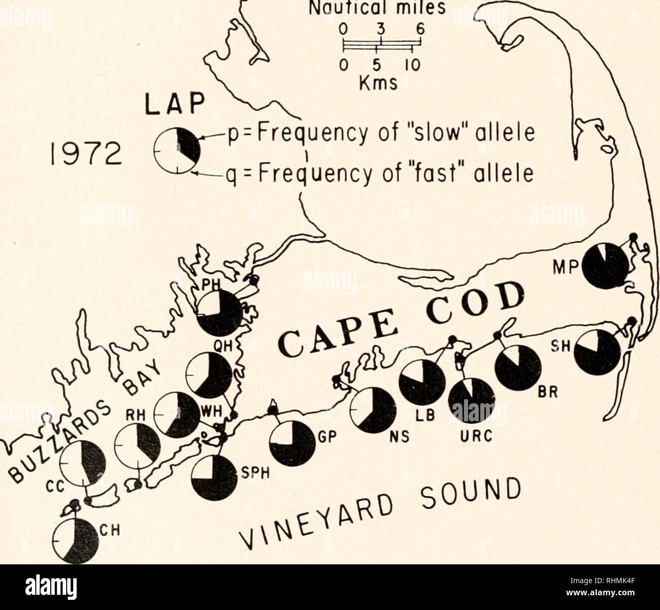 . Il bollettino biologico. Biologia; Zoologia; biologia; biologia marina. Miglia nautiche 036 o 5 Km 10 972 p- frequenza "lento" allele q = frequenza di "fast" allele. M suono figura 1. Mappa di allele frequenze (1972) presso la leucina polimorfica amino peptidasi (LAP) locus. "Fast" e "lento" si riferiscono alla mobilità degli enzimi su gel di poliacrilammide. Nota generalmente più elevata frequenza di "fast" allele a sud-ovest. WH è una media di WH-1 e WH-2. Le località sono elencate nella tabella II. subunità da fast enzima) e a centro banda ibridi Foto Stock