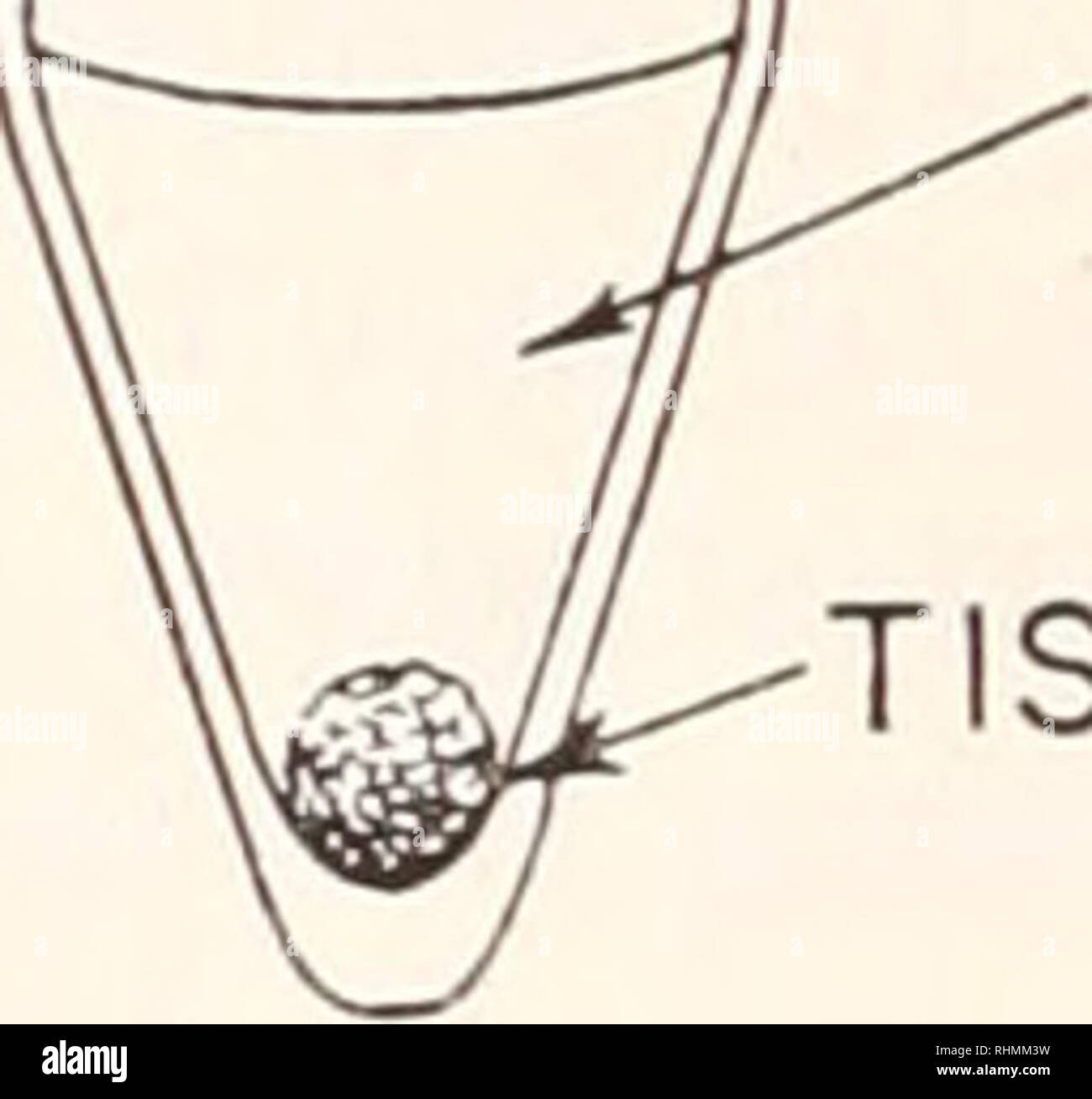 . Il bollettino biologico. Biologia; Zoologia; biologia; biologia marina. La miscela di gas (95% 02- 5% o 95% Nj-5% C02) -AGO IN GOMMA dello stantuffo -MICROHOMOGENIZER^ tubo. Terreno di incubazione il tessuto nella figura 1. La incubazione e vaso di estrazione. consisteva di 50 [A. di Krebs Ringer" tampone bicarbonato di Krebs (e Eggleston, 1940), contenente la leucina-C14 + valina-C14, o leucina-H3 (pH iniziale di 7.4). In esperimenti usando C14-marcati di ammino acidi, gli ammino acidi sono stati disciolti in acqua a 11 volte la concentrazione finale desiderata. Una parte di questa miscela è stata aggiunta a 10 parti del mammifero' Krebs Ringer bicarbon Foto Stock