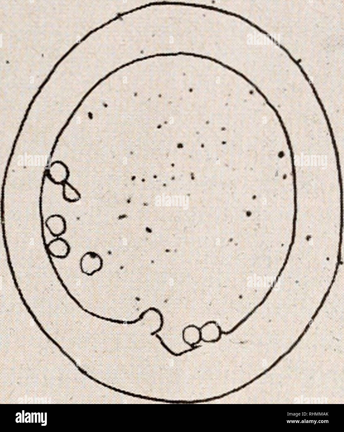 . Il bollettino biologico. Biologia; Zoologia; biologia; Biologia Marina a b - figura 5. A e B, fotografie di sezioni di larve Pseudocentrotus incubati in Ca45- contenente acqua di mare per due ore, fotografata da microscopio a contrasto di fase. Un, inizio mesenchynie blastula. B, fine mesenchyme blastula prima della formazione della spicular rudiment, a e b, autoradiografie degli stessi campioni come in A e B, fotografata da microscopio ordinario. mazione riguardante il metabolismo del calcio in ricci di mare le larve. Da auto- analisi radiografiche, Ca45 ripreso dalla mesenchynie blastula è stato trovato ho Foto Stock