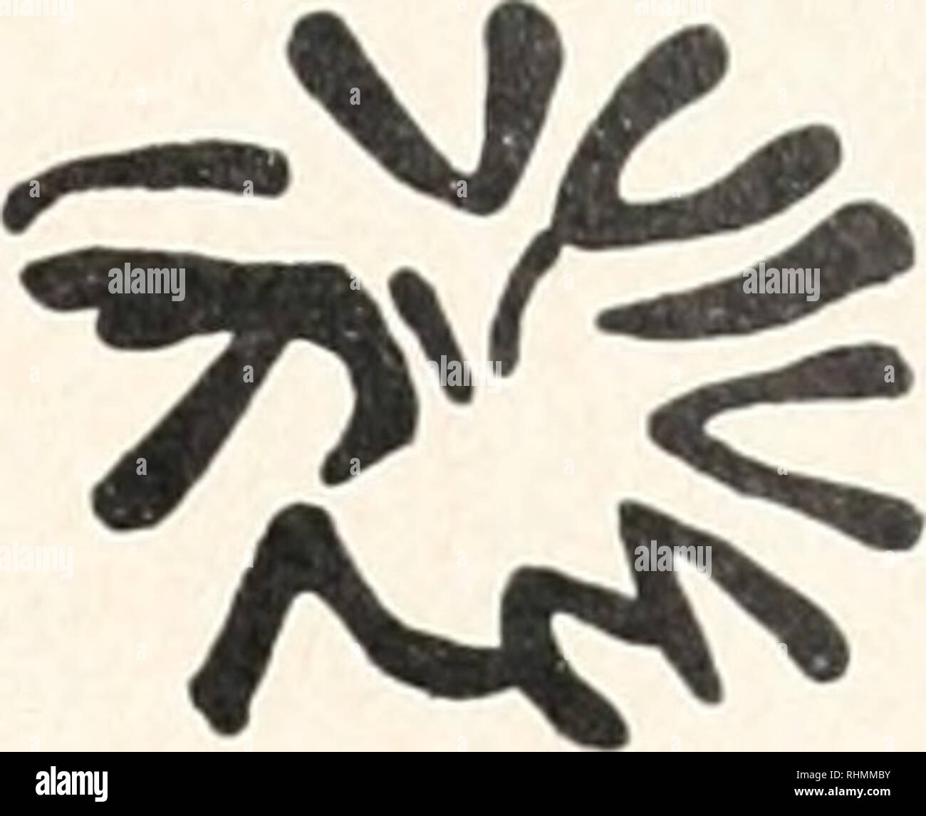 . Il bollettino biologico. Biologia; Zoologia; biologia; biologia marina. 1 2 nella figura 1. Una camera lucida di disegno di un prophase da un precoce trochophore (squash preparazione, HCl alcolico-carmine). Nota Le sei coppie di cromosomi delle cellule diploidi set. La figura 2. Una camera lucida il disegno di una vista polare di una metafase da un precoce trocho- phore (squash preparazione, HCl alcolico-carmine). Nota nuovamente il 12 i cromosomi delle cellule diploidi set. Le principali fissativi utilizzati sono stati-acetico alcole (1:3), 80% di alcool etilico o isopropilico, formale-calcio, picro-alcol-formalina (Rossman il fissativo), e Schau- dinn's fix Foto Stock