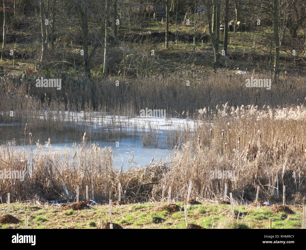 Alti giunchi dorati sul bordo dell'acqua su un inverno di pomeriggio al serbatoio in Sywell Country Park, Northamptonshire Foto Stock