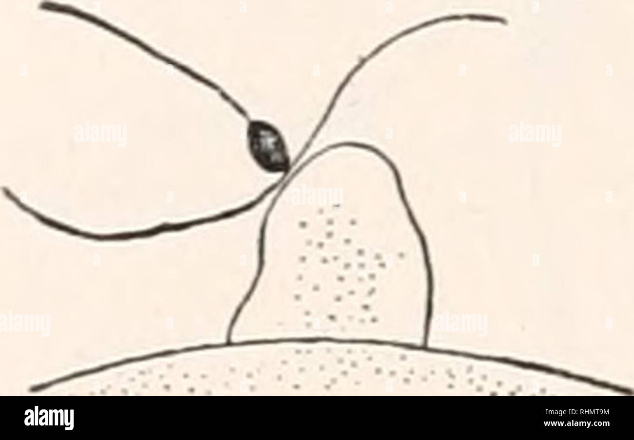 . Il bollettino biologico. Biologia; Zoologia; biologia; biologia marina. 106 A. J. WATERMAN notevole attività si è verificato in questa regione come evidenziato da un gorgogliamento dell'area corticale senza tutta la scomparsa delle parti del cono di fecondazione. Tutti ma uno dei exudations presto scomparso e questo si è rivelato essere il primo corpo polare (testo fig. 1). Il tempo coinvolti nei primi stadi di sviluppo è stata la cura- completamente seguita in molti casi. Uova capannone a 11:49 erano fecondate a 11 : 49 dal capannone di sperma a 9:00. Il cono di fecondazione ha raggiunto la sua dimensione massima da 11: 52, dopo w Foto Stock