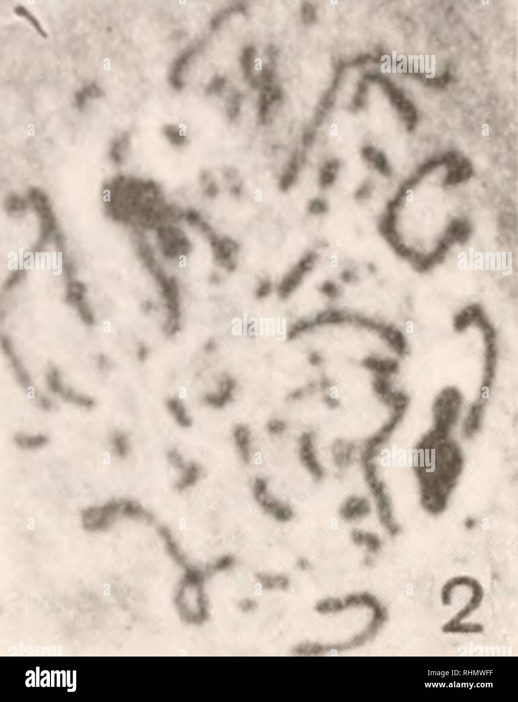 . Il bollettino biologico. Biologia; Zoologia; biologia; biologia marina. &Lt;* " 4, fotografie di pulcino di divisione delle cellule. X 1000. FIG. i. Fine prophase di mitosi della crescita di cellule in coltura tissutale. FIG. 2. Prophase di mitosi della cellula in coltura tissutale. Nota l'estrema planarità della disposizione delle particelle cromatiche. Figg. 3 e 4. Viste polare di piastre di metafase trovato sezionato in embrioni di pulcino. Confrontare le loro dimensioni di Fig. i. stato realizzato che qualunque cosa ha causato i cromosomi ad aumentare di dimensioni ha colpito tutti allo stesso modo. Questa osservazione è in armonia con i risultati riportati altro Foto Stock