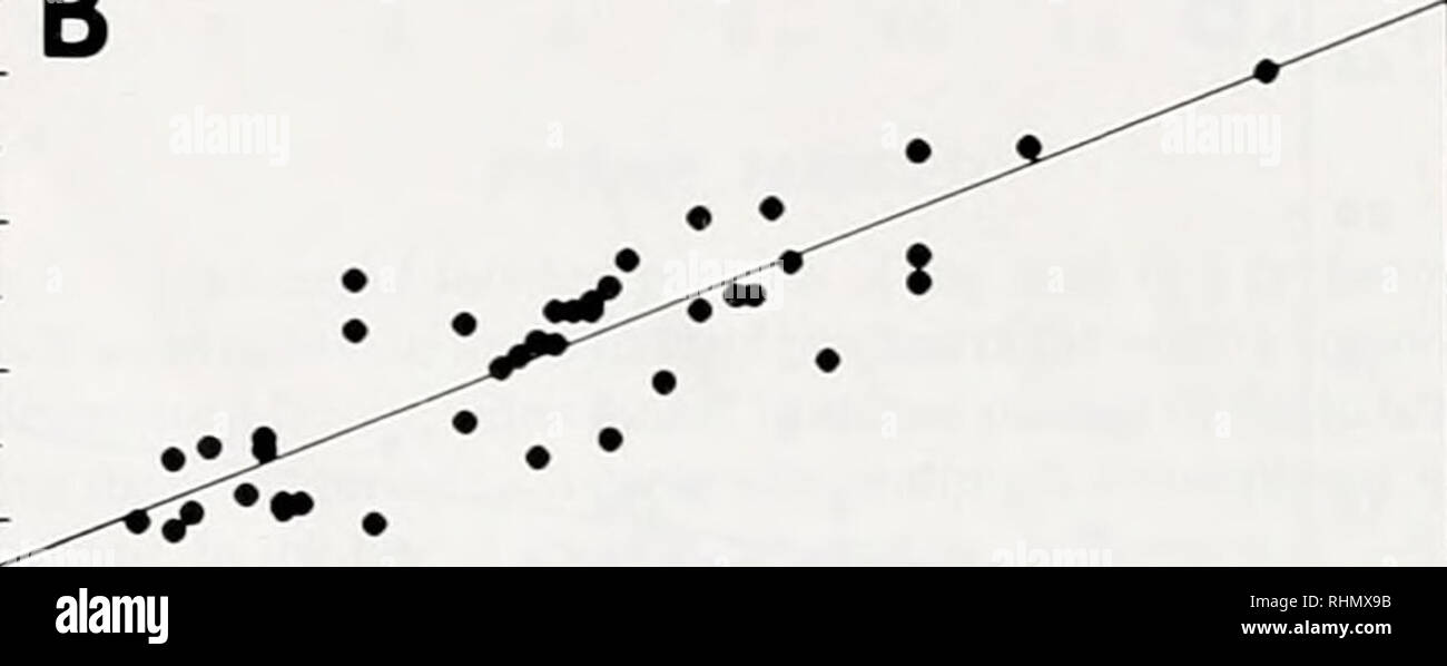 . Il bollettino biologico. Biologia; Zoologia; biologia; biologia marina. 10 11 12 13 B. 12 13 la frequenza dell'onda (cicli/e) La figura 3. Rapporto tra velocità di avanzamento e la frequenza dell'onda durante il nuoto in normale e prefission worm. (A) ciascun punto indica la velocità media da un episodio di nuotare in un normale worm (totale = 40 episodi da sei worms: r = 0,73; Slope = 1,72). (B) Ogni punto rappresenta la media di nuotare velocità da un episodio di un worm prefission (totale = 43 episodi da sei worm; r = 0,89; Slope = 2.34). toccare per più segmenti di posteriore di ciascun zooid. Gamme di frequenze di onda in th Foto Stock