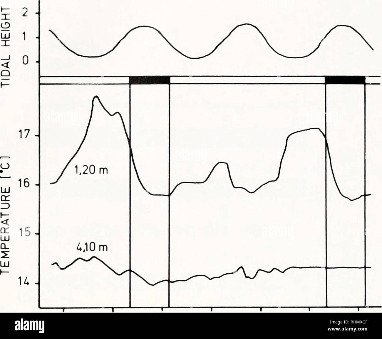 . Il bollettino biologico. Biologia; Zoologia; biologia; biologia marina. 518 D. NEUMANN E F. HEIMBACH. U 20 2 8 Ora del giorno 20 in figura 9. Le fluttuazioni di temperatura in due habitat di diverse profondità nel Kviturdvikpollen vicino a Bergen, Norvegia occidentale in relazione a maree e tenebre (= nero barra orizzontale) sul 10-8 e 11-8-76 (giorni di Spring Tide). La parte superiore della curva di temperatura è stato registrato a una profondità di 1,2 m di livello medio (corrispondente con il confine tra sub- e eulittoral), quella inferiore ad una profondità di 4,1 m. Vi erano state sunny calmo per diversi giorni. La massima temperatura di aria di un Foto Stock