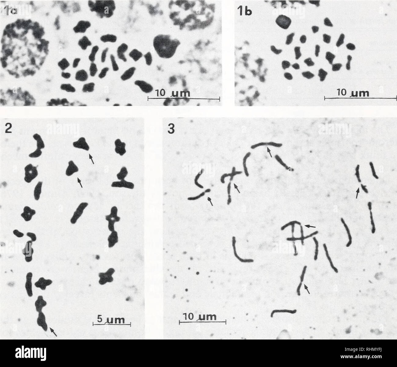 . Il bollettino biologico. Biologia; Zoologia; biologia; biologia marina. Cariologia di Teredo 453. 1 * ui.fi 5 6 8 9 9 10 12 ,3 ) 7 ) io mi 14 15 16 17 18 ( M 10 jum 10 figura la, b. Diakinetic bivalents nelle gonadi maschili di Teredo utricitlus. La figura 2. Ovocita bivalents di Teredo utriculus. La figura 3. Fine prophase cromosomi in seconda divisione meiotica di Teredo utriculus. La figura 4. Idiogram costruito da 1 fine meiotica-II piastra prophase di Teredo utriculus. La figura 5. Idiogram costruito da 7 fine meiotica-II prophase piastre di Teredo utriculus.. Si prega di notare che queste immagini sono estratte dal Foto Stock