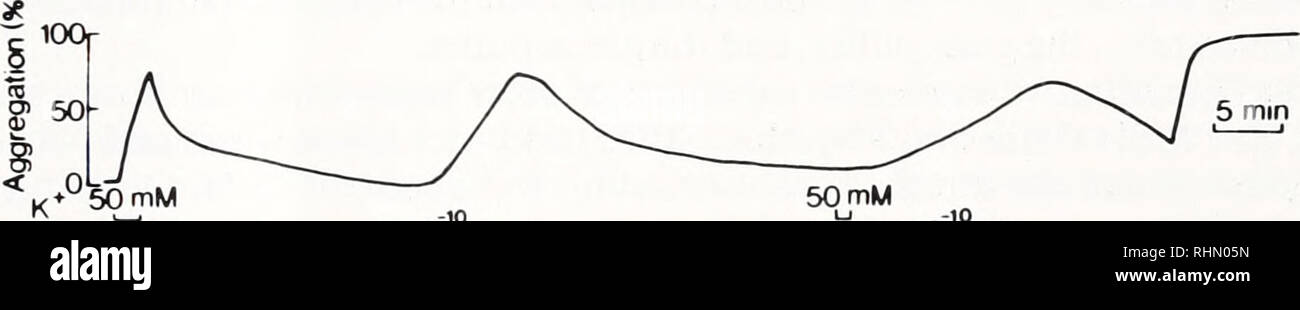 . Il bollettino biologico. Biologia; Zoologia; biologia; biologia marina. La figura 4. Registrazione tipica che mostra che l'alfa adrenolytic agente, la fentolamina (PA), non bloccare la melanina-effetto aggregante di MCH nel topmouth spinotto, Pseudorasbora parva. Ordinata: la grandezza della risposta come percentuale della massima aggregazione del pigmento raggiunto infine da 5 x 105 M norepinefrina (NE). 50 mM K+ suoneria (K+) è stato usato per stimolare adrenergici elementi neurali intorno al melanophores, e l'azione è stata mostrata essere antagonizzata mediante la fentolamina (PA). Il melanosoma aggregante di risposta a procedere MCH Foto Stock