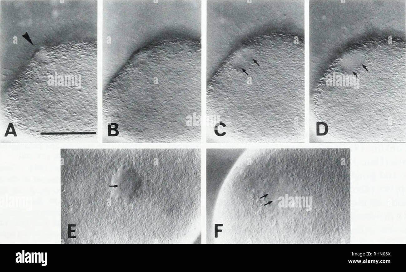 . Il bollettino biologico. Biologia; Zoologia; biologia; biologia marina. Polarità e ME1osi in oociti 269 ill., 1988) e in enucleati ricci di mare embrioni (Lorch, 1952; Sluder /oc'ii'.i frammenti' n. di aestri2 transezione Pole n. 2 1 rilevato un + 23 22(12) 0 1 B + 21 (21) 0 0 C + 14(8) Q 0 D 15 0 0 15 ' Prophase-arrestati gli oociti sono stati tagliati in varie direzioni (Fig. 4). e GV-enucleate frammenti o contenente il polo ( + ) o manca il polo (-) sono stati trattati con 1 m.l/ DTT e osservato da circa 20 mm a circa 40 min a temperatura ambiente (24-27°C). I frammenti lacki Foto Stock