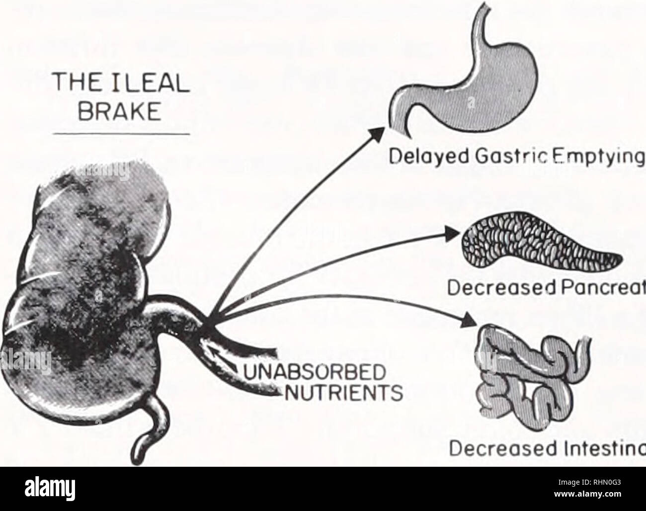 . Il bollettino biologico. Biologia; Zoologia; biologia; biologia marina. Il peptide YY 189 un esame dei meccanismi mediante i quali PYY in- hibits la secrezione gastrica ha dato un indizio per il sito cellulare di azione di PYY (Pappas el al, 1986b). Sebbene PYY è un potente inibitore del pasto-ha stimolato la secrezione di acido nel cane. Esso non esercita un effetto inibitorio sulla secrezione di acido risposta ai farmaci colinomimetici quali carbacolo. In addi- zione è, nel migliore dei casi, un debole inibitore della secrezione acida stimu- in moda da pentagastrina e istamina. Come PYY non blocca l'azione del noto ormonali e neurotrans- m Foto Stock