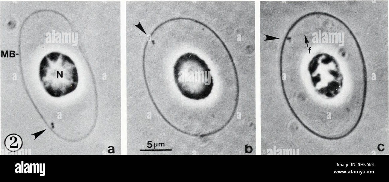 . Il bollettino biologico. Biologia; Zoologia; biologia; biologia marina. CENTRIOLES in eritrociti di pattino 341. La figura 2. Pattino cytoskeletons eritrocitaria (Triton X-100) lisi, come osservato in contrasto di fase in olio da immersione. Centrioles vengono visualizzate appaiate, fase densa "puntini" (frecce), (a) uno dei centrioles molto vicino a oppure in contatto con MB; N = nucleo, (b) Centriole coppia adiacente, ma non in contatto diretto con la parte principale di MB; (c) centriole coppia apparendo a toccare MB, con un "fibra" (F) estendentesi in allontanamento da esso. Alcune delle coppie centriole si trovano ad essere attaccata Foto Stock