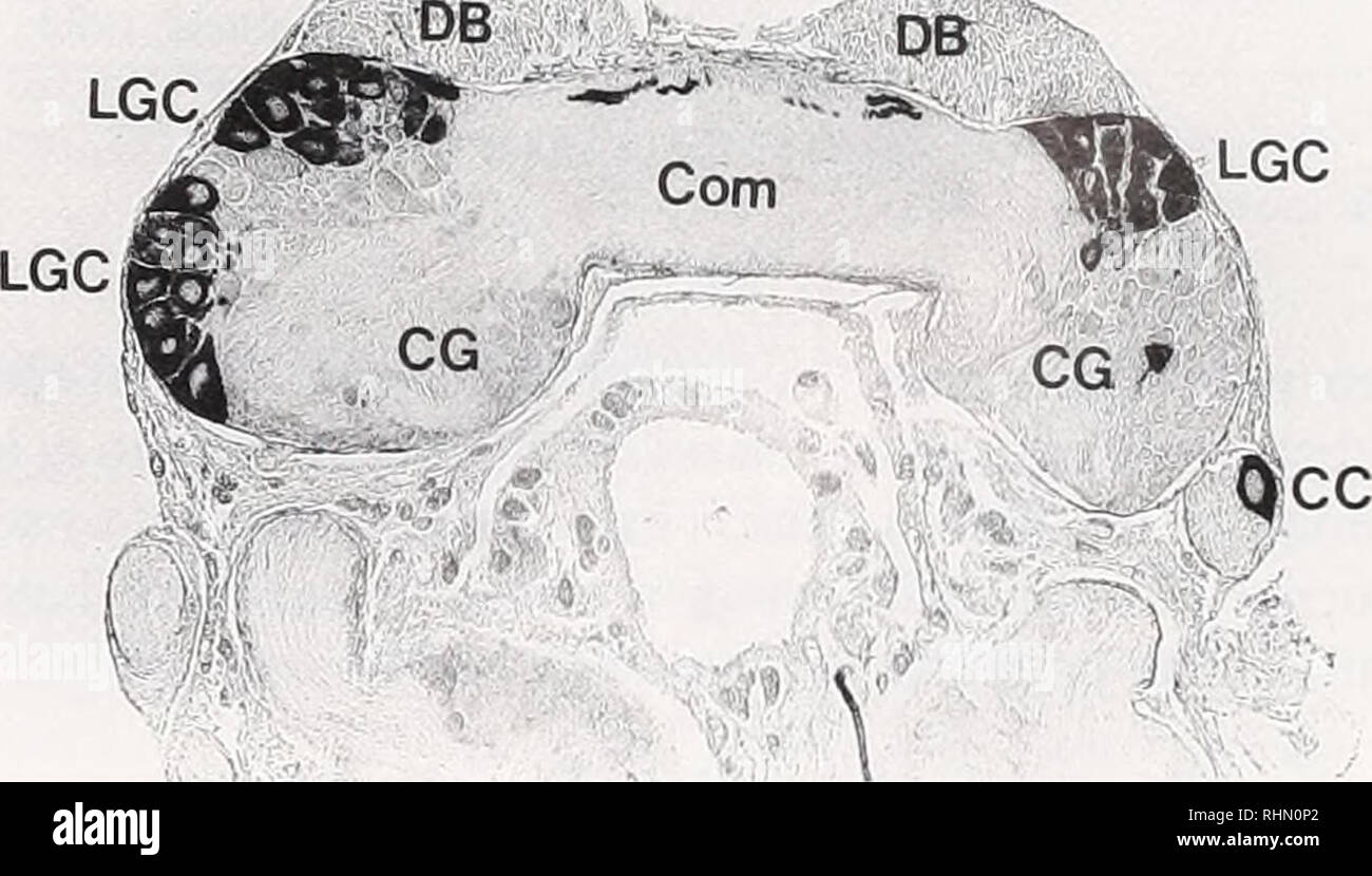 . Il bollettino biologico. Biologia; Zoologia; biologia; biologia marina. Tabella I identificazione di peptidi insulino-simili negli invertebrati mediante immunocitochimica figura 1. Un albero filogenetico, mostrando il polyphyletic origine dei vari phyla nel regno animale. (Modificato e prorogato dopo Karlson, 1983). in una gamma di diverse specie, principalmente insetti e mol- luscs (Tabella I). In molluschi, l'immunoreattività si verifica non solo nel tessuto neuronale, ma anche negli epiteli dell'intestino e epatopancreas. Naturalmente, non ci sono problemi e insidie in immuno-citochimica. L'epitopo per anti- Foto Stock