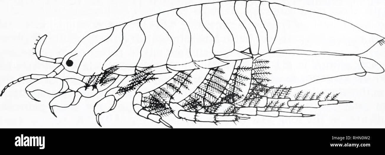 . Il bollettino biologico. Biologia; Zoologia; biologia; biologia marina. 1 mm di figura 2. Vista ventrale di C. coeca che mostra il posizionamento di toracica e addominale, appendici. Setae omesso. appiattita, e incernierato lateralmente all'addome in modo che siano in grado di piegare sotto il ventre e coprire il pleopods. Essi recano endopods di piccole dimensioni che sono attaccati al postero-margine laterale e ventrale giacciono all'apice del telson quando il uropods sono chiusi (Fig. 2).. La figura 3. Vista laterale del C. coeca mostra pereiopod orientamento e distribuzione di plumose setae.. Si prega di notare che queste immagini sono extracte Foto Stock