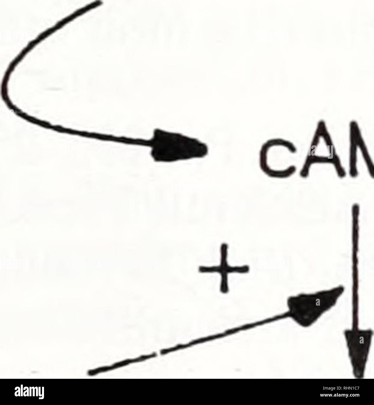 . Il bollettino biologico. Biologia; Zoologia; biologia; biologia marina. ^T-^ 20-hydroxyecdysone ingressi ambientale gangli Eyestalk MIH R colesterolo AC ATP cAMP. Ca 5' AMP ecdisone ecdisone Y-organo figura 5. Modello di regolamentazione neuroendocrino interazioni di X-organo-sinus gland-Y-sistema di organi. Ingressi ambientale compresi stress attivare eyestalk serotonergici neuroni che stimolano il MIH-contenente cellule neurosecretorie del X-organo (X0)-sinus premistoppa (SG) complessi per rilasciare il MIH. Il MIH in emolinfa si lega a putativi di Y-organo recettori di superficie cellulare (R) con conseguente attivazione di adenilato c Foto Stock