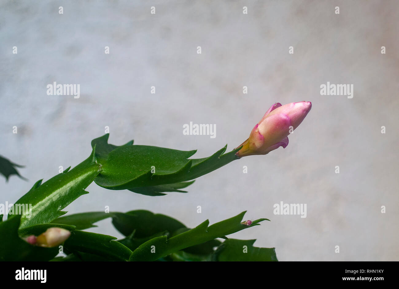 Natale fiori di cactus (Schlumbergera bridgesii). Questo cactus è trovato nell'organo foreste di montagna, a nord di Rio de Janeiro in Brasile. È cultiva Foto Stock