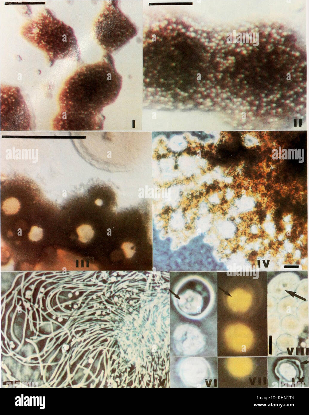 Il bollettino biologico. Biologia; Zoologia; biologia; biologia marina. 248  Leggere et al... •R - PIASTRA DI COLORE SCURO I. colonie batteriche riddled  con luce di cisti dopo 2 giorni di crescita.