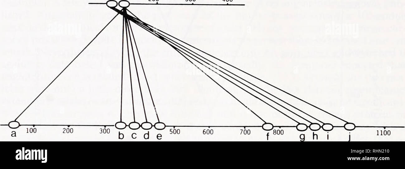 . Il bollettino biologico. Biologia; Zoologia; biologia; biologia marina. 280 R. F. DOOLITTLE IL FATTORE X A B 200 300 400. 1100 EGF di precursore di figura 7. Rappresentazione schematica degli esempi tra segmenti trovato nella coagulazione del sangue pro- tein il fattore X e la proteina associata alla membrana che è il fattore di crescita epidermico (EOF) precursore. Ciascuno dei segmenti di ovale rappresenta un segmento del polipeptide di 40-45 residui, la maggior parte delle quali contengono sei cisteine. EOF stesso è rappresentato dal diritto-più ovale in EGFP. del recettore di LDL (Sudhoff el ai, 1985). Sorprendentemente, questa proteina recettore aveva un portio Foto Stock