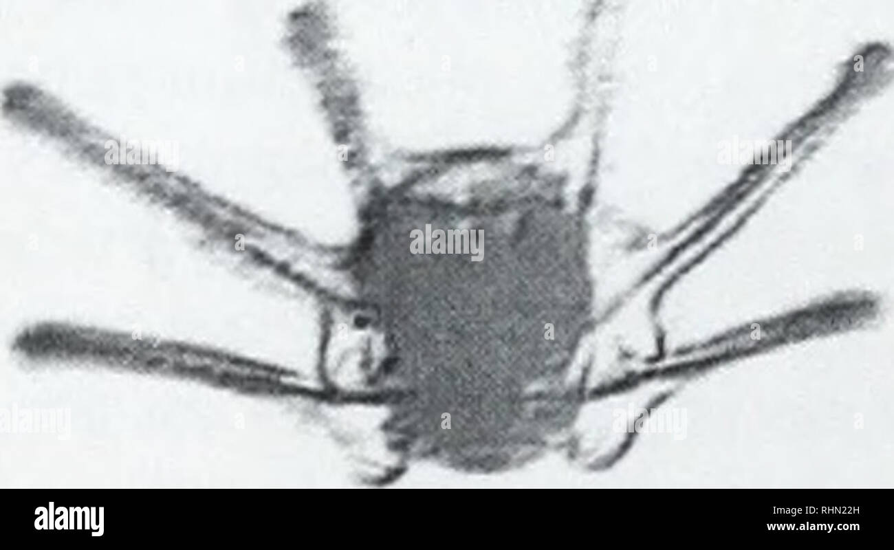. Il bollettino biologico. Biologia; Zoologia; biologia; biologia marina. La figura 1. Un collage di videocassette dei telai che mostra la cattura di un 20 ^m diametro sfera da una a sei echinopluteus armati (Dendrasler ecentricus). Il numero in alto a destra di ciascun pannello è il tempo trascorso in secondi (avviamento arbitrariamente a 0 s). La freccia nel primo pannello mostra la posizione iniziale della particella. Per la scala e la freccia è di circa 135 ^m. La larva è mostrato in anteriore vista ventrale, movimento in avanti verso la parte superiore di ciascun pannello. La sfera spostata verso destra braccio postoral (0.00-0,51 s). è stato catturato su th Foto Stock
