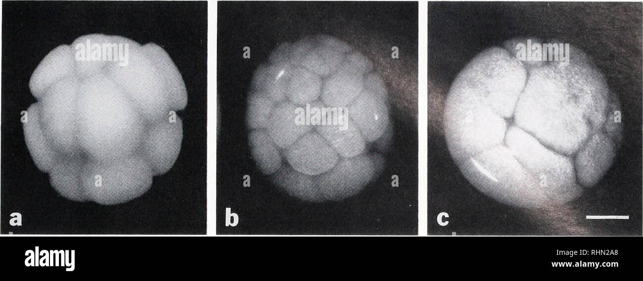 . Il bollettino biologico. Biologia; Zoologia; biologia; biologia marina. CIDAROID sviluppo diretto 99. La figura 1. Sviluppo precoce di Pliyllacunthus parvispinus. i supporti interi di fisso e gli embrioni vivi, a. 16 cellule di embrione di fisso (3 h). I primi quattro fenditure sono uguali, b. Circa il 30-cella embrione live (3,5 h). Nota blastomeres sono di diverse dimensioni, c. Live blastula spiegazzata (11,5 h). In questa fase, le rughe sono in diminuzione in numero. L embrione è ancora dentro la busta di fecondazione. (Fig. 3a). In questa fase l'epitelio è composta di cellule cuboidali. Nelle prossime ore, Foto Stock