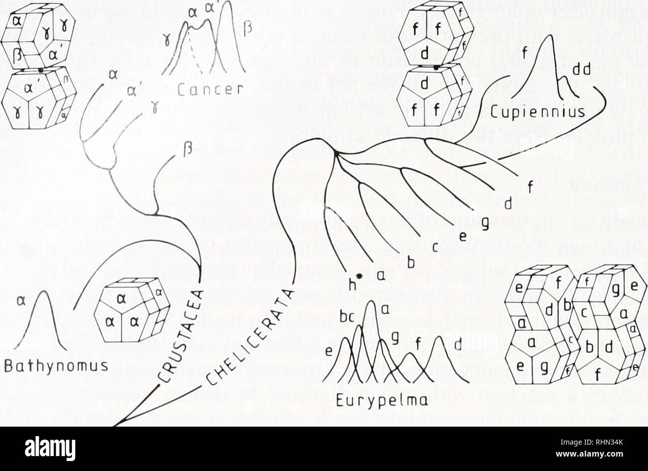 . Il bollettino biologico. Biologia; Zoologia; biologia; biologia marina. 94 J. MARKL. Bathynomus figura 1. Modelli topografici della struttura quaternaria di quattro arthropodan hemocyanins. L'albero filogenetico mostra le relazioni tra i vari tipi di subunità (Kempter et al., 1985; Markl el al, 1986a). Le subunità sono visualizzati nei rispettivi modelli di immunoelettroforesi crociata. Topografie di subunità sono basati sul microscopio elettronico delle analisi della morfologia complessiva (Van Elemento di ritegno e van Bruggen, 1971; Markl, 1980; Bijlholt el al, 1982; van Bruggen, 1983), e sono stati derivati da Foto Stock