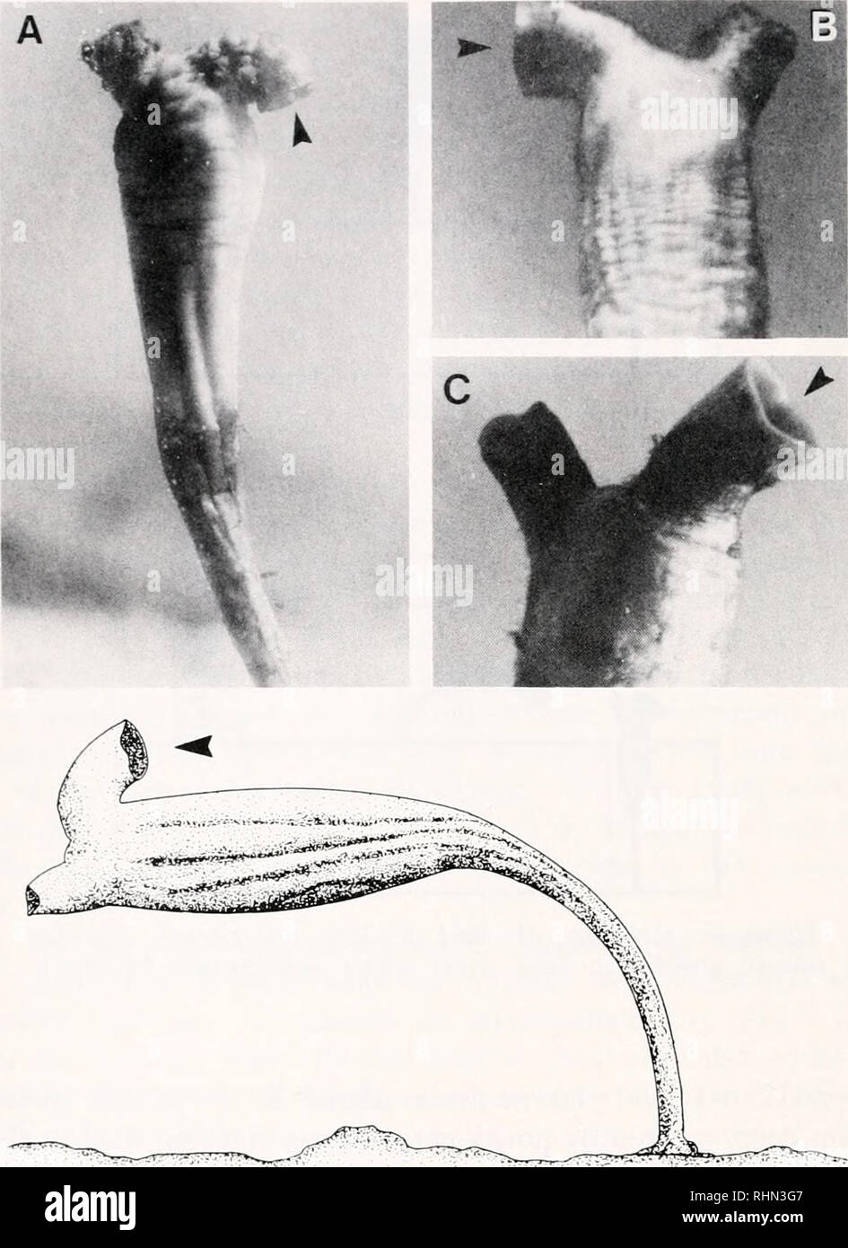 . Il bollettino biologico. Biologia; Zoologia; biologia; biologia marina. 432 C. M. GIOVANI E L. F. BRAITHWAITE. La figura 3. (Top.) Tipico sifone inclinazioni di Styela montereyensis raccolti dalla costa aperto (A) e baie protette (B, C). Le frecce indicano che il sifone incurrent aperatures. La figura 4. (Fondo). Corrente-agevolato orientamento in Styela montereyensis. Risultati plasticità fenotipica due importanti caratteristiche morfologiche, incurrent sifone curvatura e rela- tivo levetta lunghezza, variava tra gli animali che abitano diversi regimi di corrente. Osservando numerosi animali in laboratorio o aquaria Foto Stock