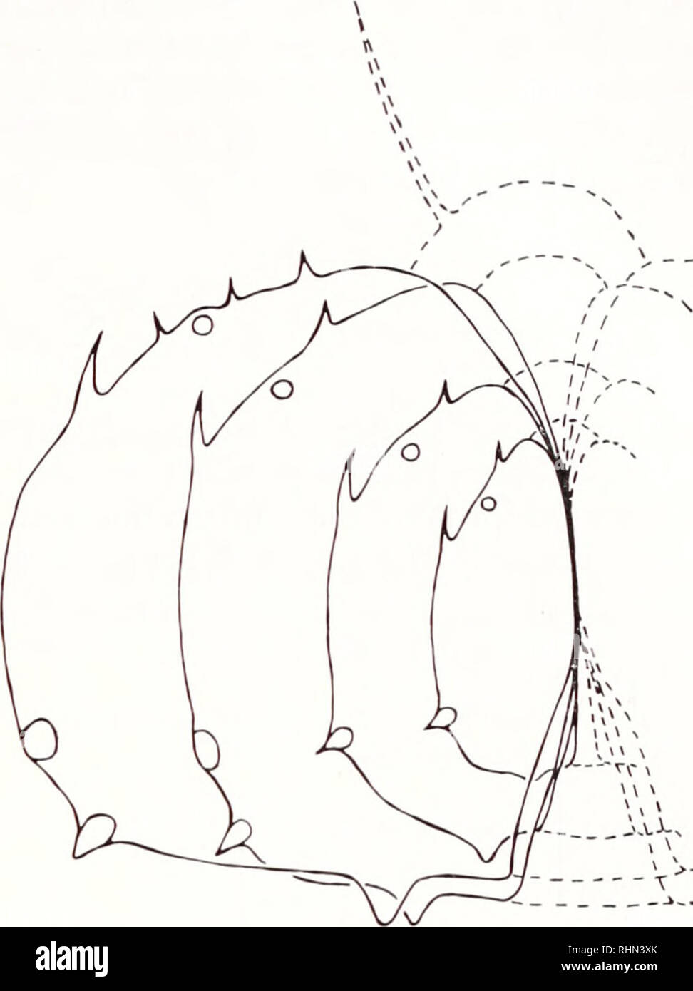 . Il bollettino biologico. Biologia; Zoologia; biologia; biologia marina. La figura 1. (A) un disegno della quarta gill di Callincctcs sapidus che mostra la coppia di piastrine (pi), piccolo vaso afferente (a.v.) e la più grande nave efferenti (e.v.) ; (b) disegni di gill piastrine prese da diverse regioni (1, 2, 3, 4) della stessa gill. Le piastrine sono divisi in afferiscono (aff.) efferenti e (CFF) zone e mostrano le proiezioni marginale: spine a, b, d. g e manopole c ed e; un.v., vaso afferente; e.v., vaso efferente; sp., colonna vertebrale. gill rispettivamente. La maggior parte dei rilievi marginali delle piastrine eme Foto Stock