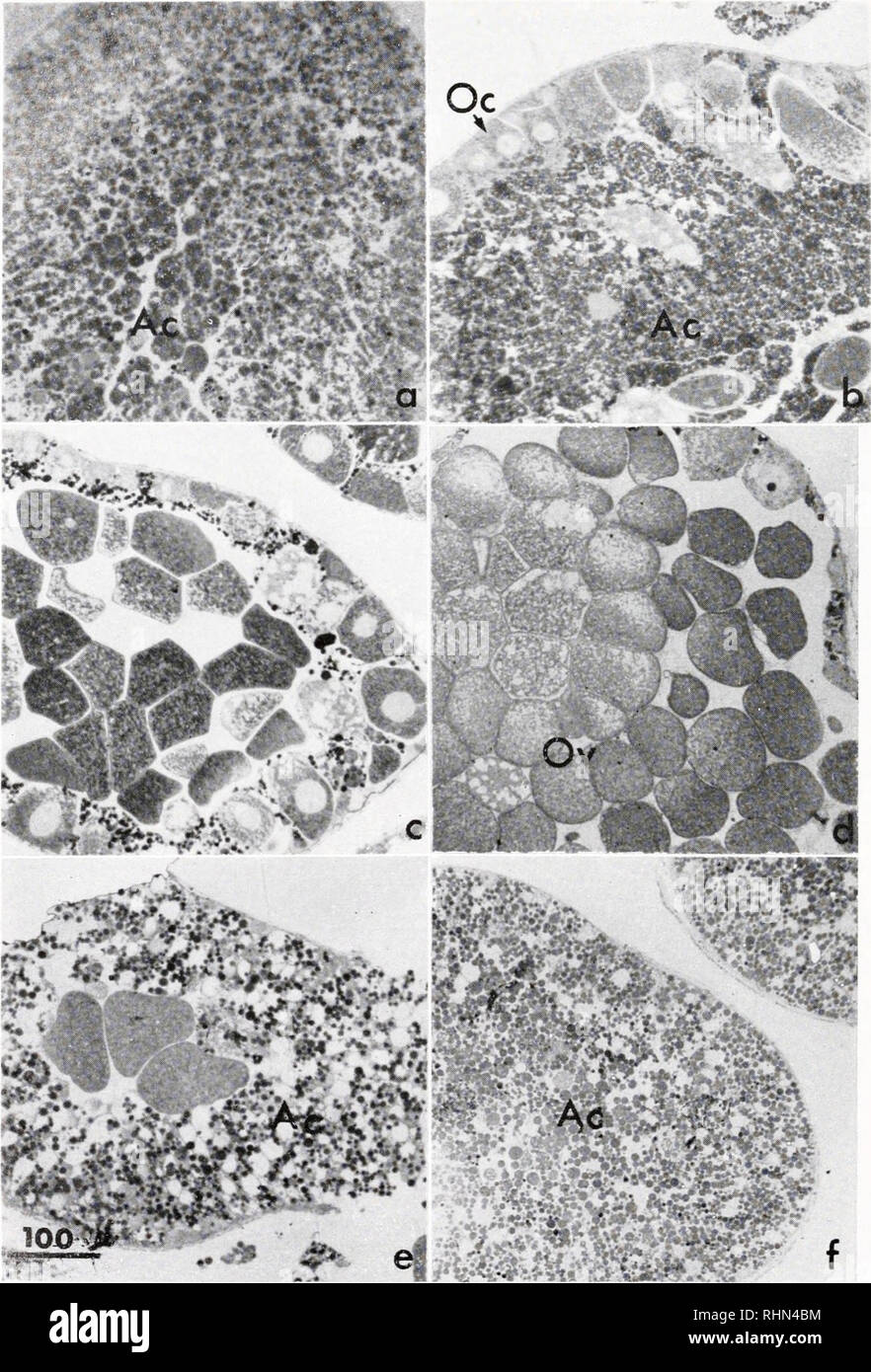 . Il bollettino biologico. Biologia; Zoologia; biologia; biologia marina. 5X0 R. MASUDA E J. C. DAN ^ , ij**-j*!Kft^, " • • • 'v%a£.v0. f figura 2. Sezioni spesse di Epon-embedded ovariole di Hemicentrotus pulcherrimus: una, fase I, novembre-numerose cellule accessorie occupano il lume e qualche piccolo oociti sono presenti lungo la parete; b, fase II, Dicembre-completamente cresciuti gli oociti sono visibili lungo la parete; c, "mangiato della fase III, gennaio-completamente cresciuti gli oociti completare la meiosi, uova mature occupano i. Si prega di notare che queste immagini vengono estratte dalla pagina sottoposta a scansione di immagini che possono essere state migliorate digitalmente f Foto Stock