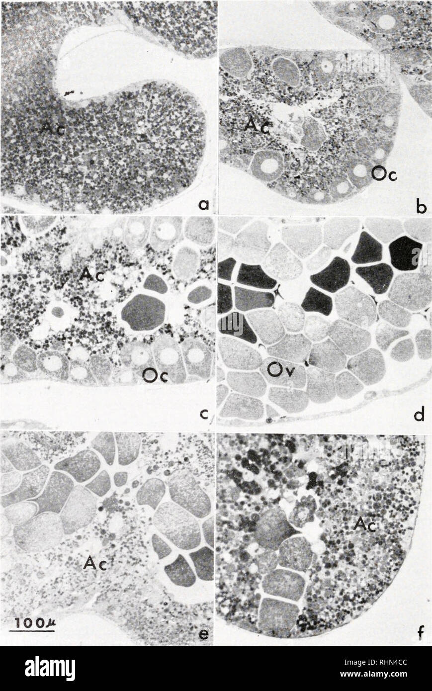. Il bollettino biologico. Biologia; Zoologia; biologia; biologia marina. 578 R. MASUDA E J. C. DAN. f figura 1. Sezioni spesse in vari stadi di Epon-embedded ovaie di Anthocidaris crassispina, colorate con blu di toluidina: una, fase I, gennaio-cellule accessorie incluse numerose )bules occupano il ovariole; b, fase II, marzo-molti crescente gli oociti sono attaccati alla parete ho; c, fase III, giugno-completamente cresciuti gli oociti completare la meiosi ; d, fase IV, Agosto-. Si prega di notare che queste immagini vengono estratte dalla pagina sottoposta a scansione di immagini che possono essere state migliorate digitalmente per la leggibilità - colorazione e ap Foto Stock